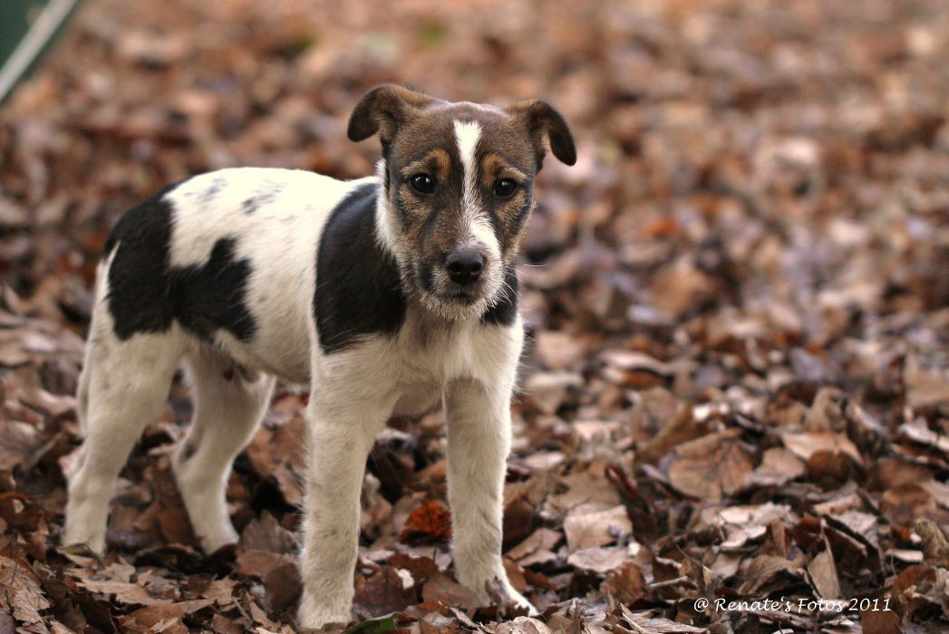Patch, ein 16-Wochen-alter Jack-Russel/Parson-Terrier