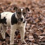 Patch, ein 16-Wochen-alter Jack-Russel/Parson-Terrier