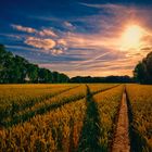 Patch in the cornfield