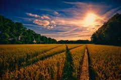 Patch in the cornfield