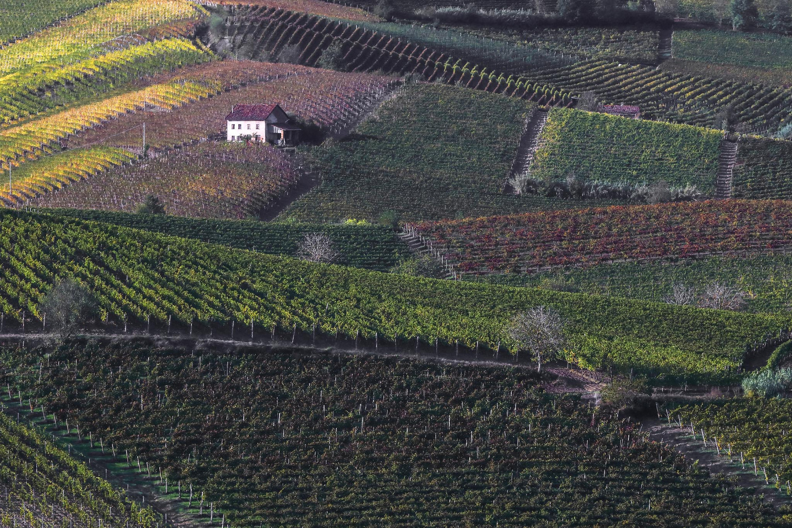 patchwork di vini  