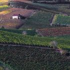 patchwork di vini  