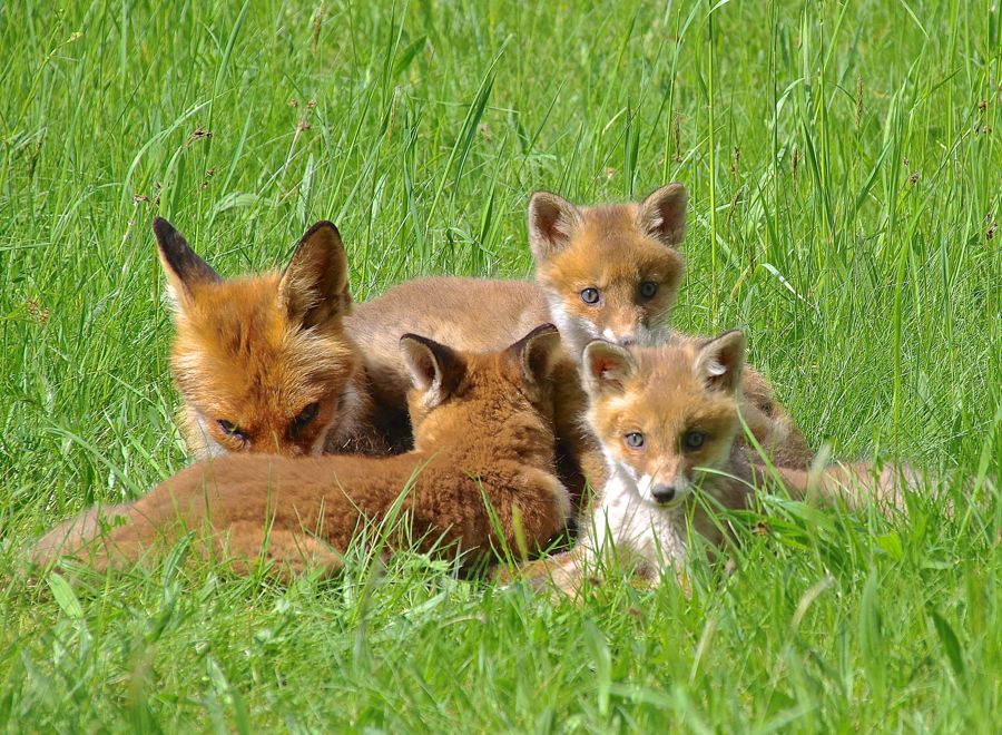 Patchwork Familie