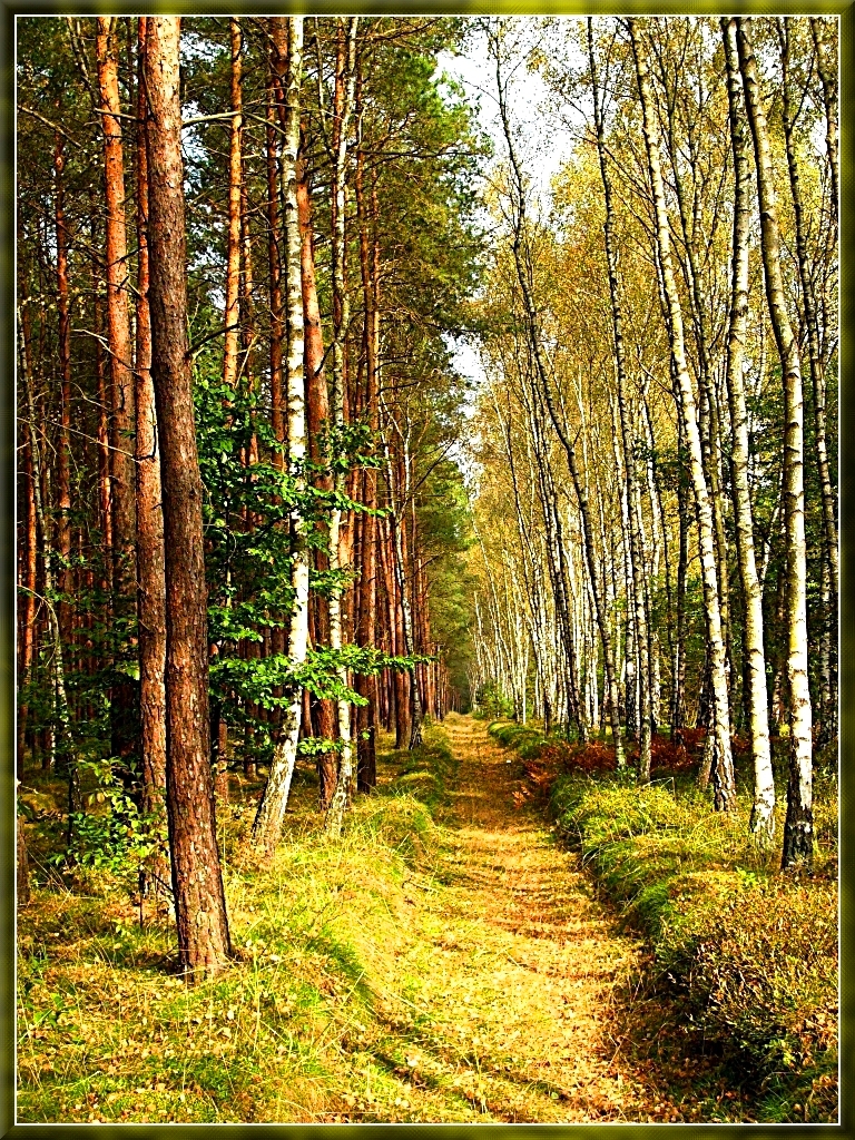 Path in October forest