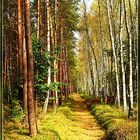 Path in October forest