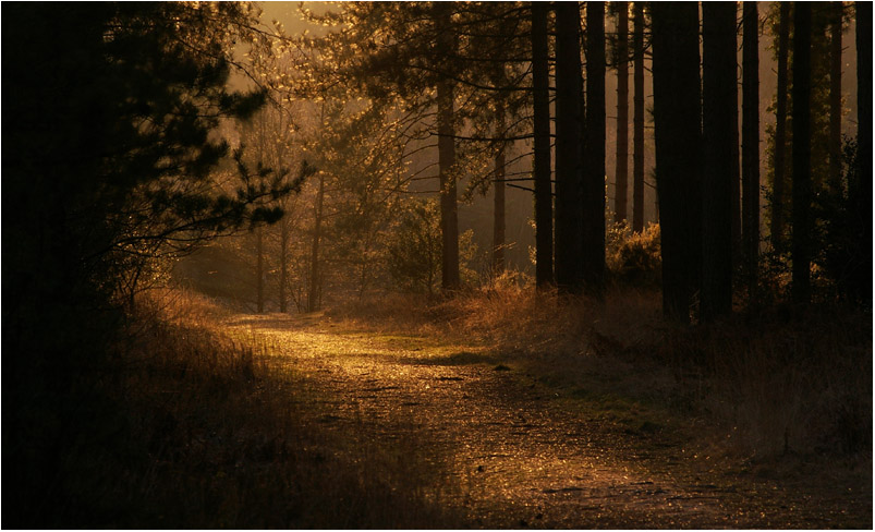 Path in the Light