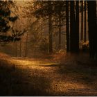 Path in the Light