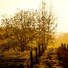 path into the fog