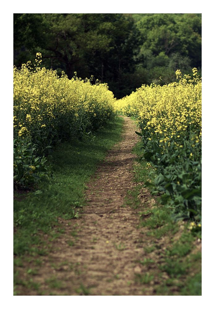 Path through... von Thorsten Eitner 