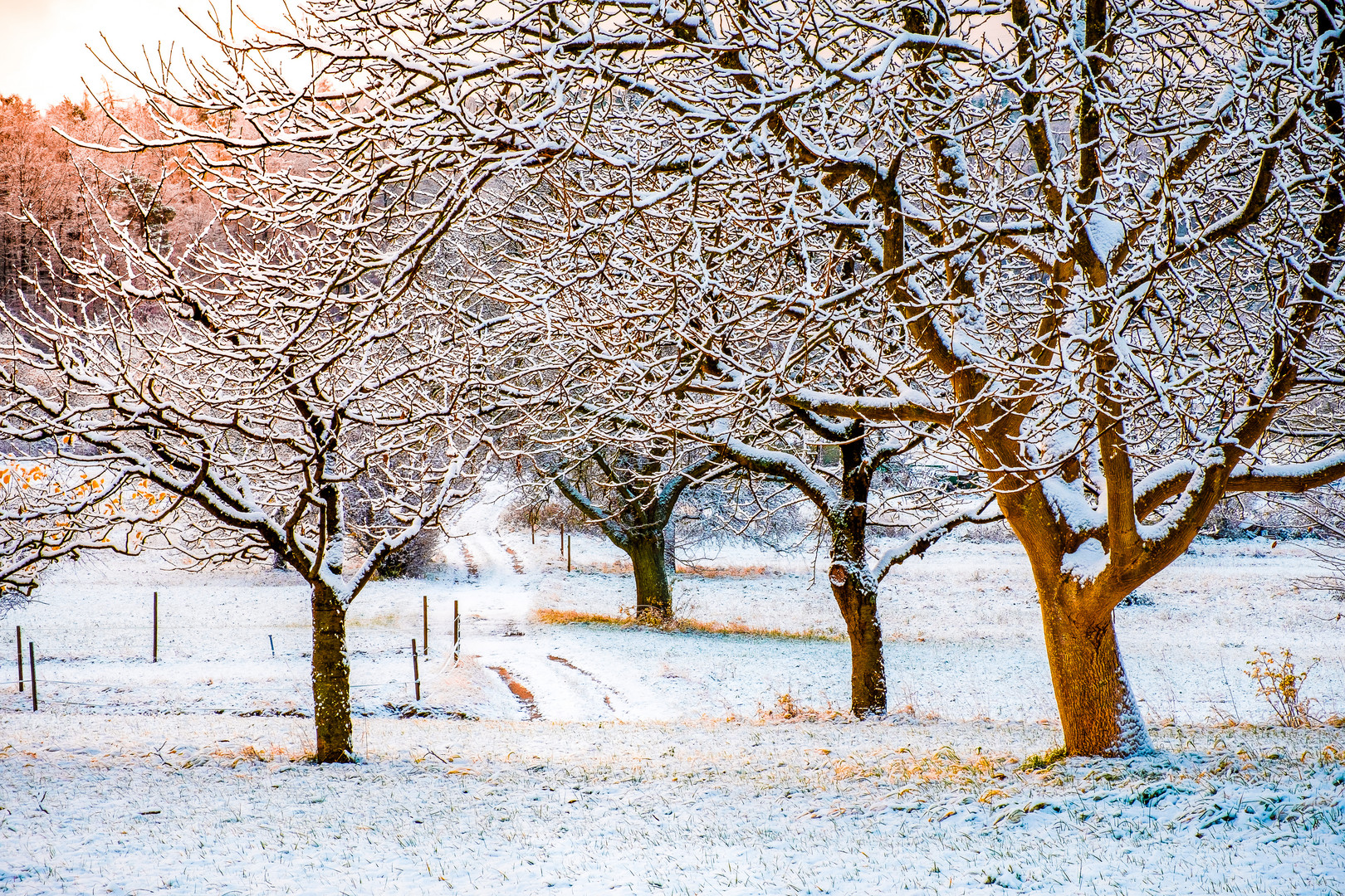 Path through the first snow