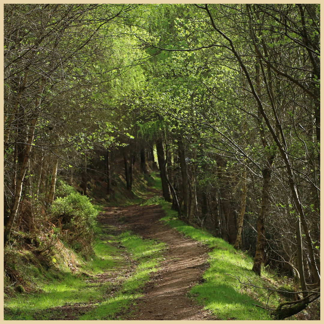 path through the woods in Bilsdale