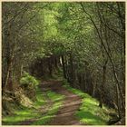 path through the woods in Bilsdale