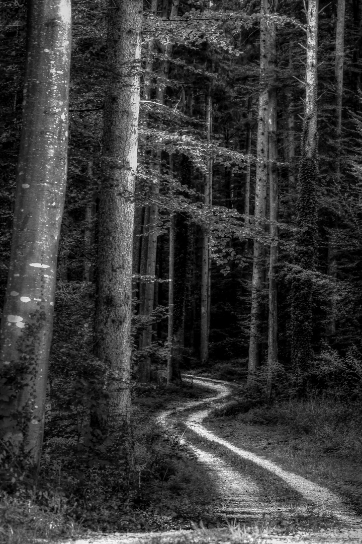 Path to the dark trees