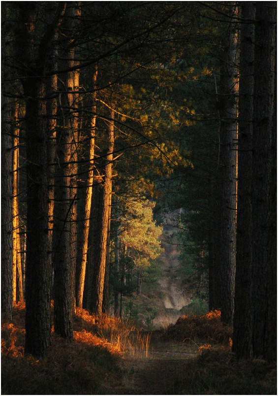 Pathway through the Forest