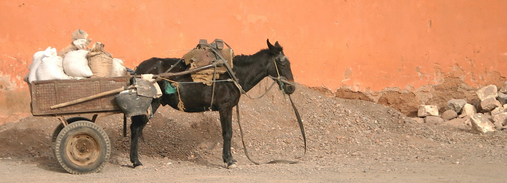 [patient donkey]