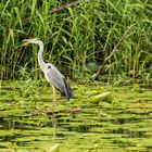 Patient heron