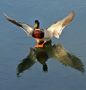 Patinage sur glace pour ce "Colvert"... von pierrot13 