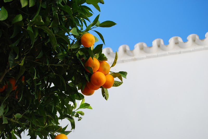 Patio andaluz