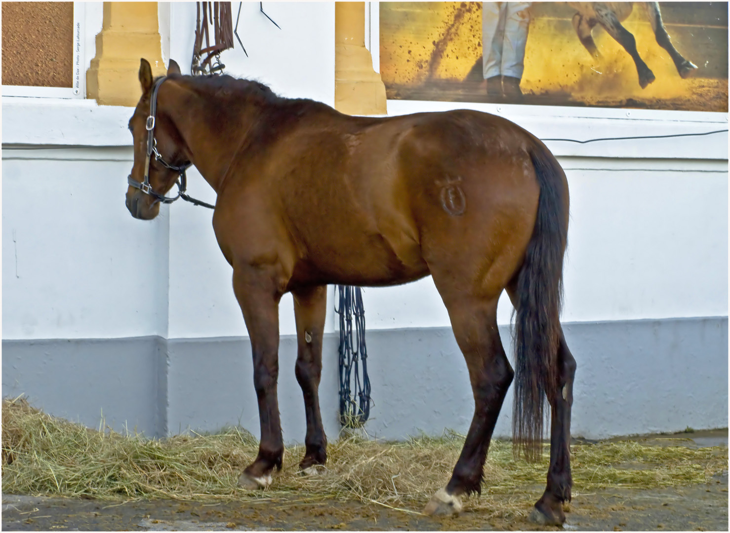 Patio de caballos  --  Arènes de Dax