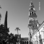 patio de la mezquita cordoba