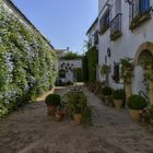 PATIO DE LOS JARDINEROS (III)