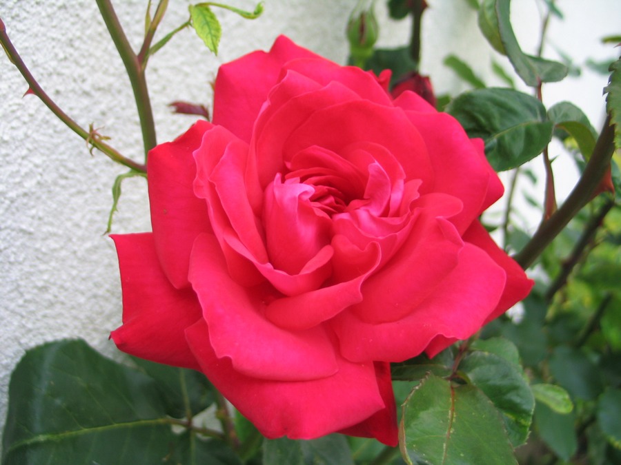 Patio Rose