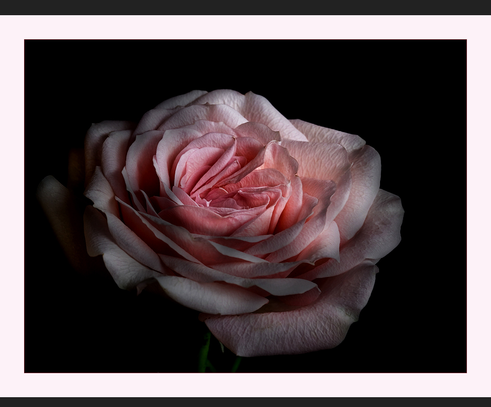 Patiorose.....small rose ...... -  Es ist eine Ferne....