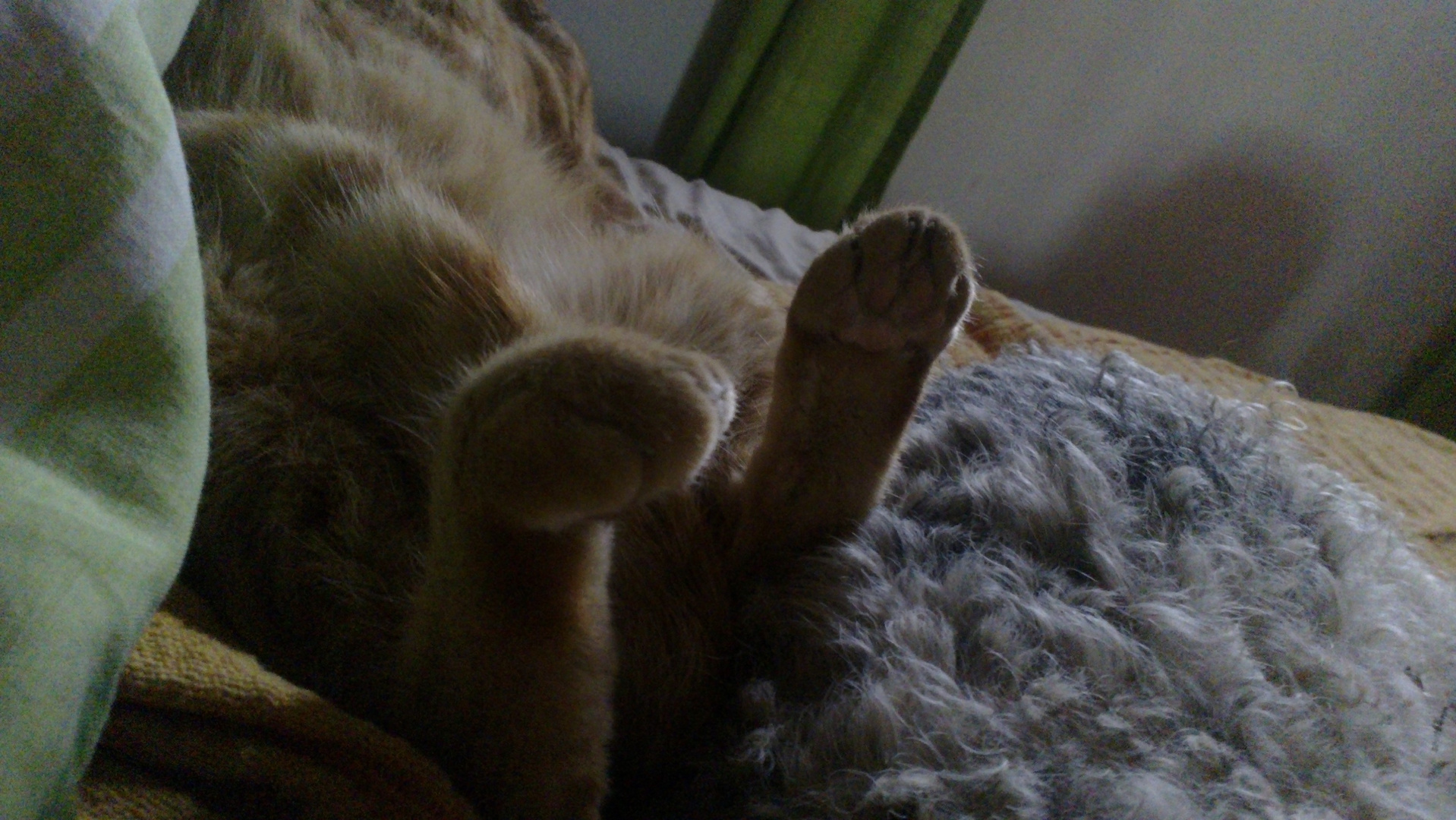 Patitas