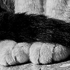 Patitas