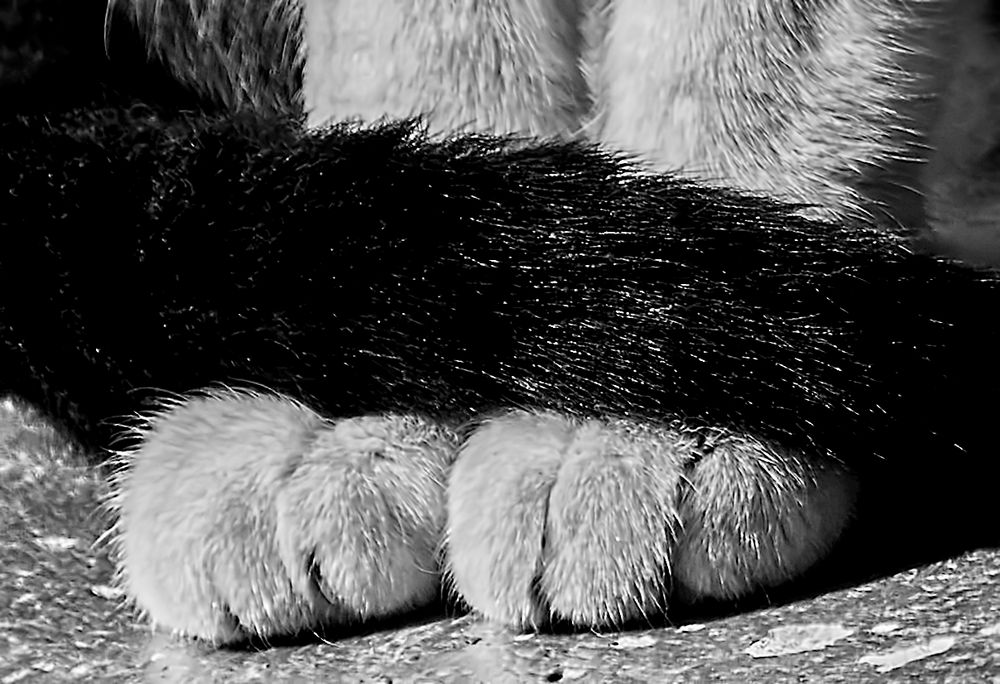 Patitas