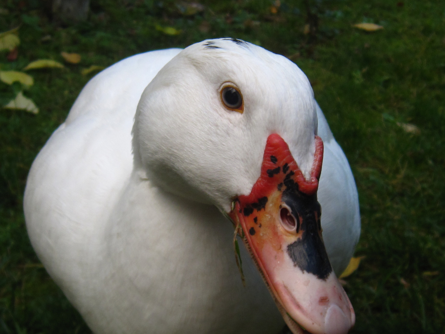 patito bonito