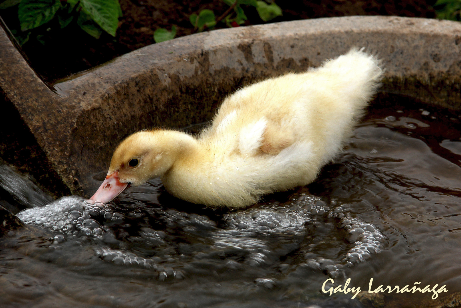 patito con sed