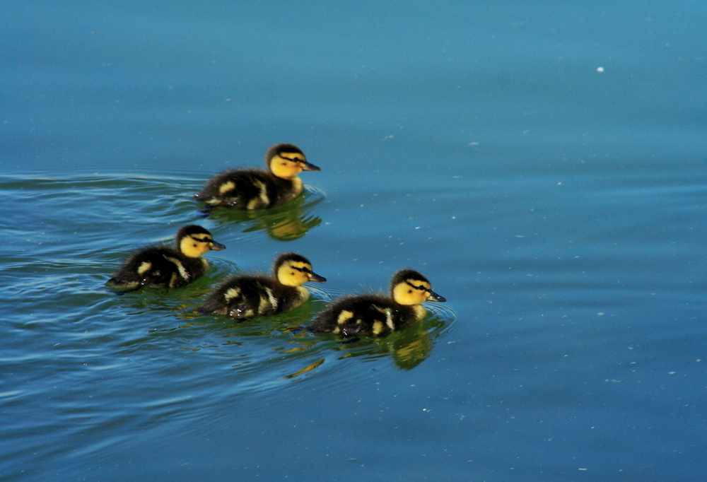 Patitos