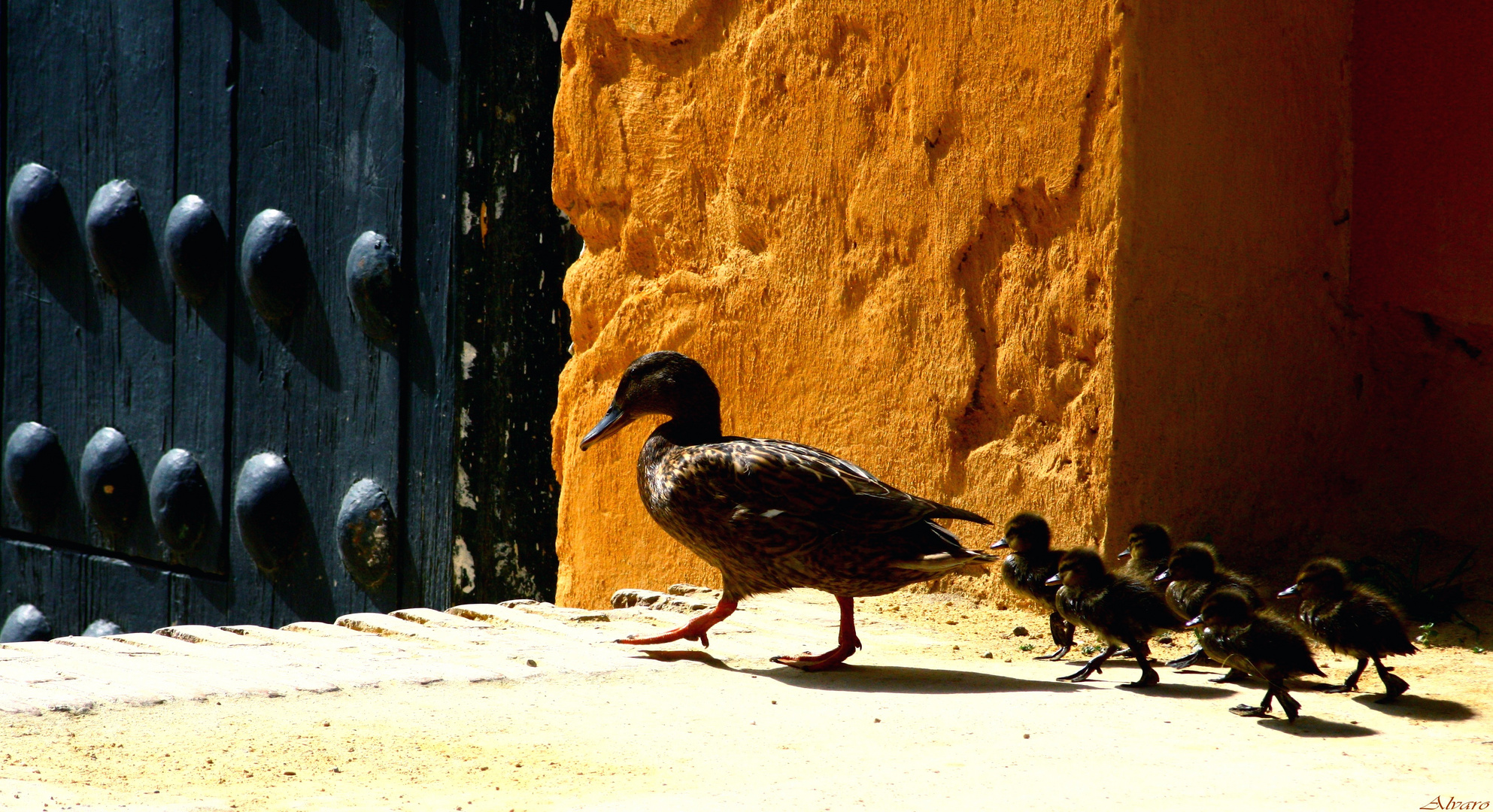 Patitos Aristócratas...