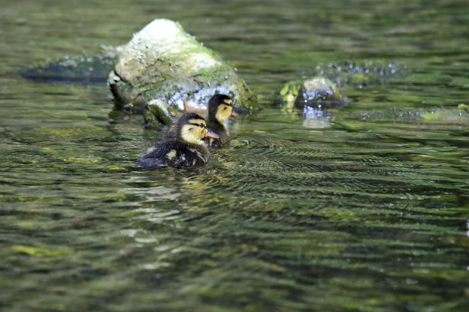 Patitos