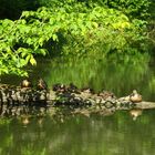 Patitos en la siesta