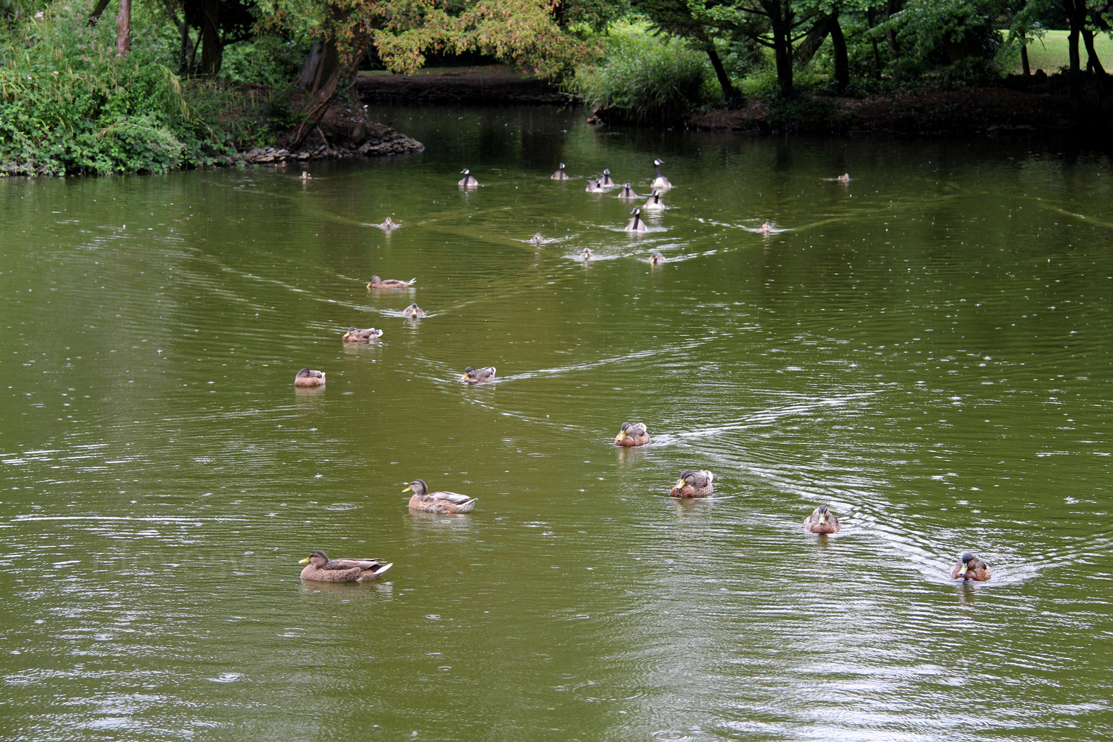 Patitos pasados por agua