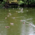 Patitos pasados por agua