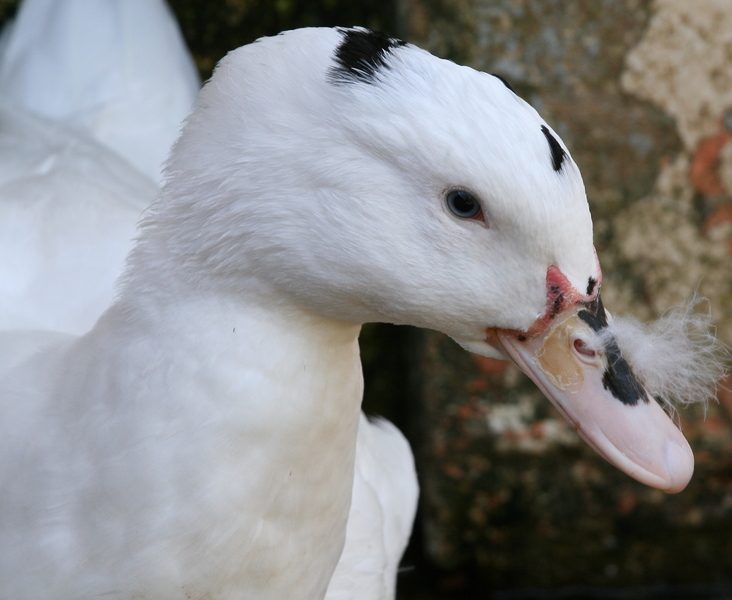 Pato