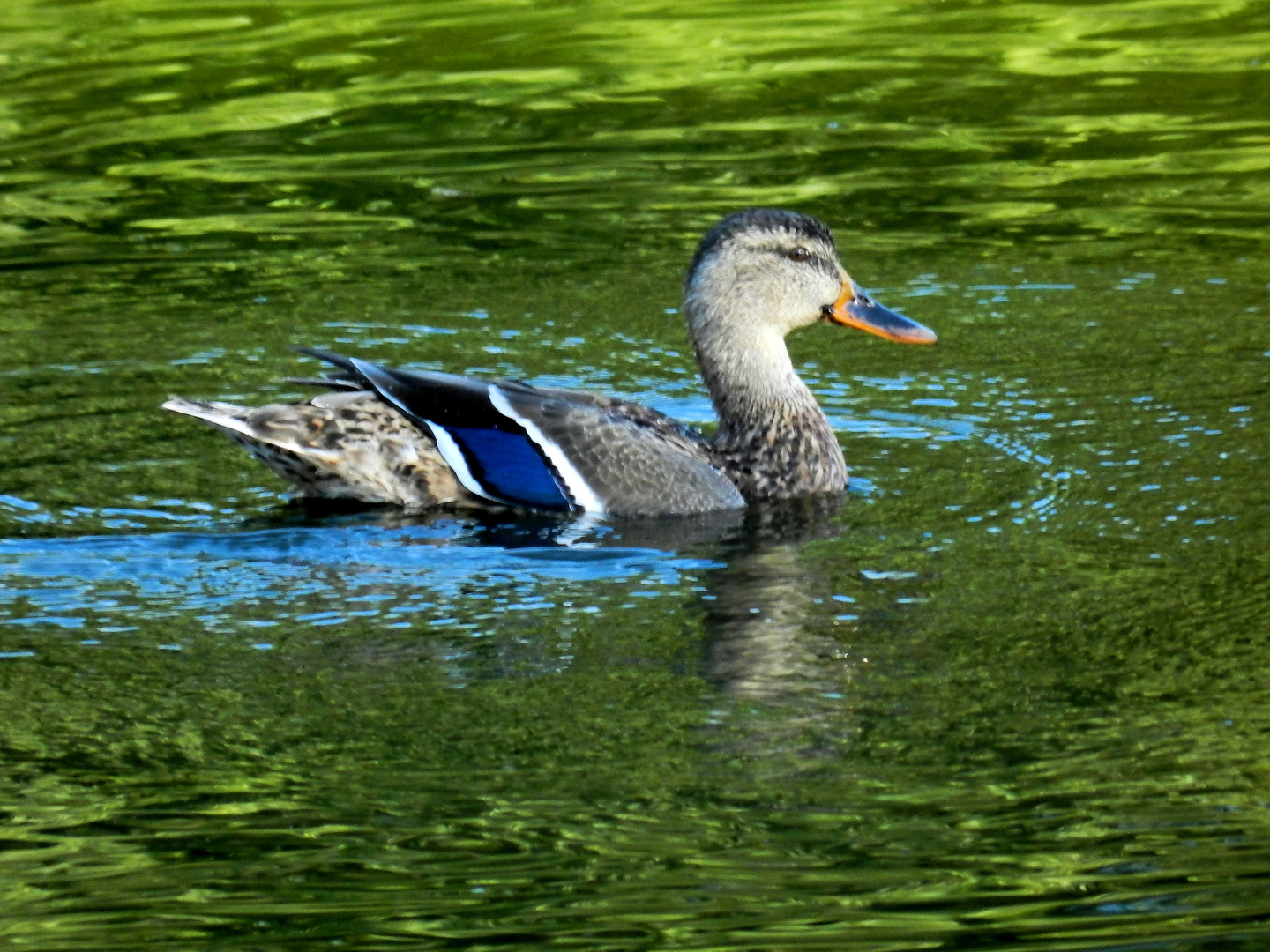 pato