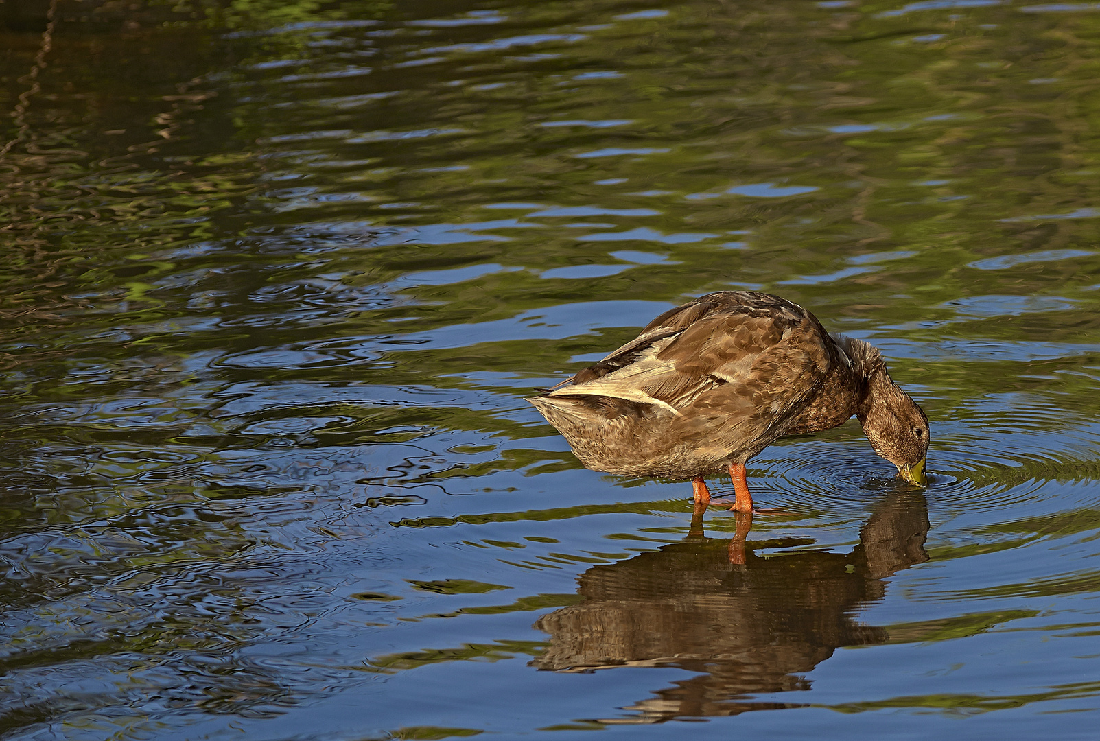 Pato