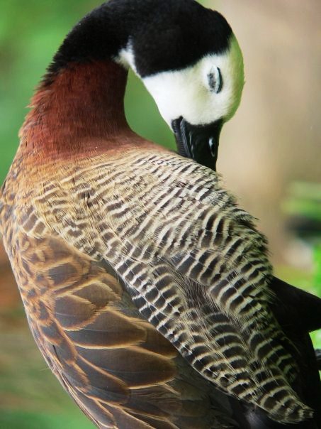 PATO AFRICANO DE LAS SABANA