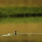 Pato , al agua