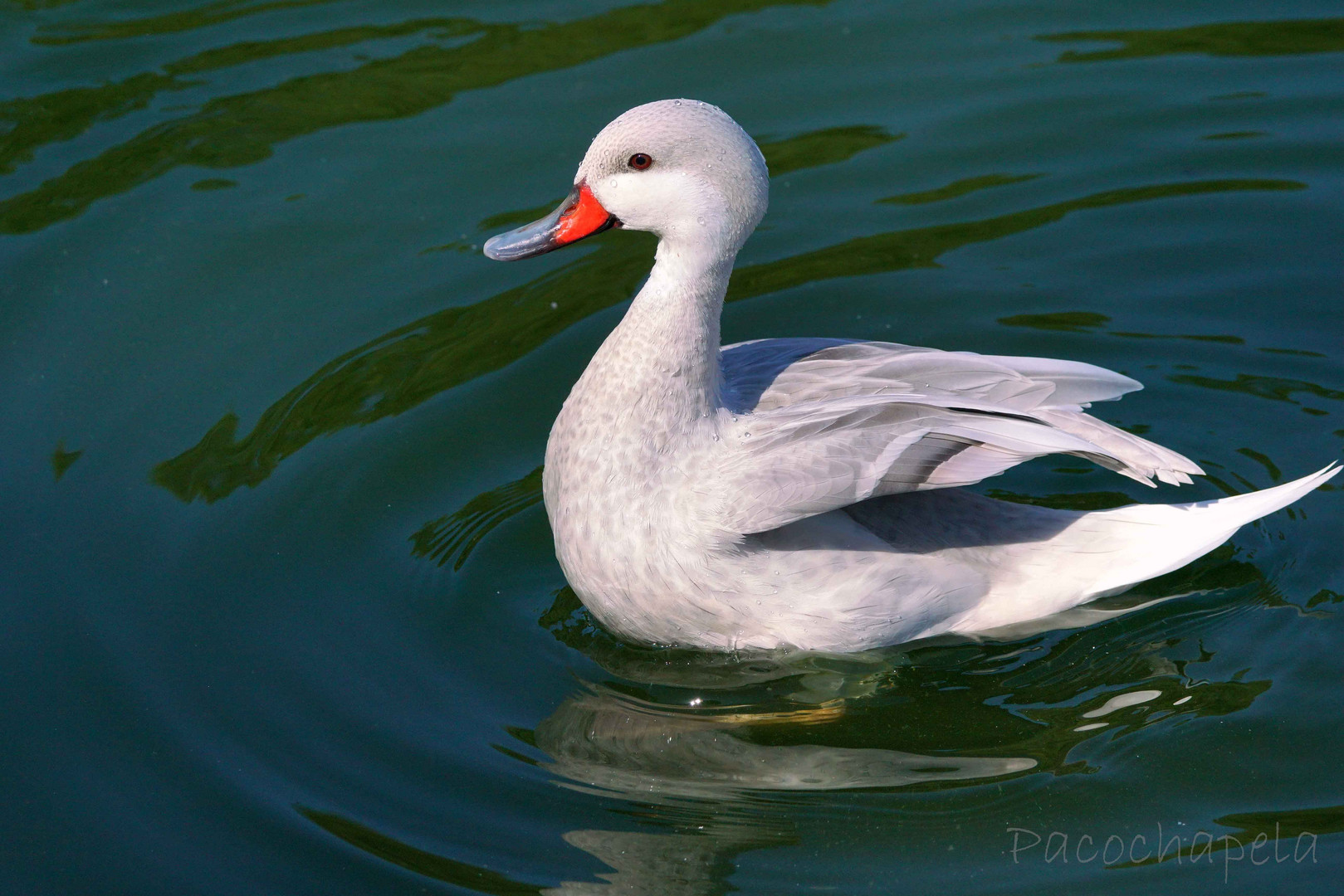 Pato Blanco