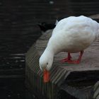 pato blanco bebiendo de la fuente