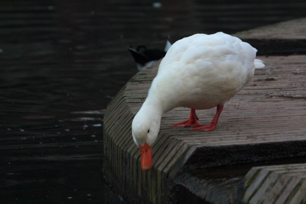 pato blanco bebiendo de la fuente