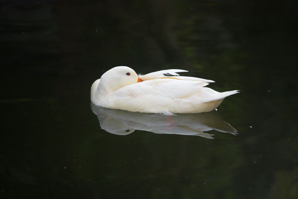 pato blanco sin querer despertarse