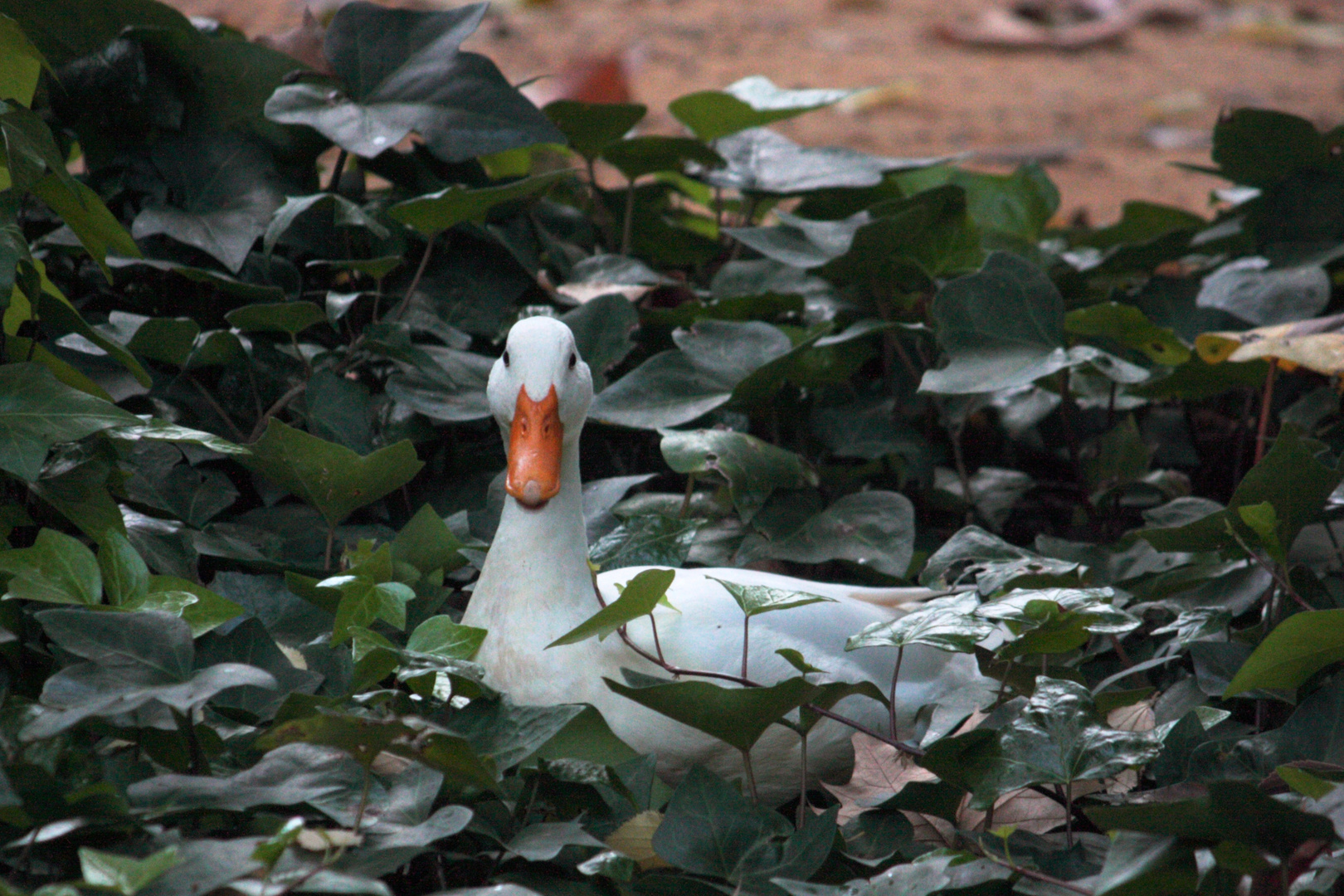 pato buscando el desayuno fuera del agua