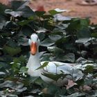 pato buscando el desayuno fuera del agua