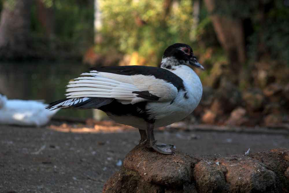 pato con frío